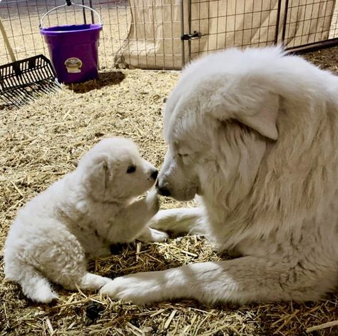 Maremma Sheepdog Puppy, Maremma Dog, Big Dawgs, Pyrenees Puppies, Maremma Sheepdog, Great Pyrenees Puppy, Livestock Guardian Dog, Livestock Guardian, Great Pyrenees Dog