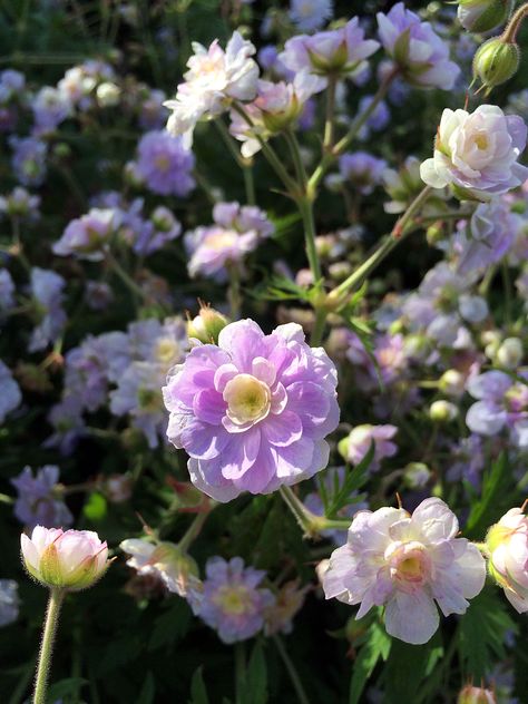 Hardy Double Geranium pratense ‘Summer Skies’ Geranium Pratense, Geranium Rozanne, Summer Skies, Hardy Geranium, London Garden, Summer Sky, Flower Ideas, English Garden, Shade Garden