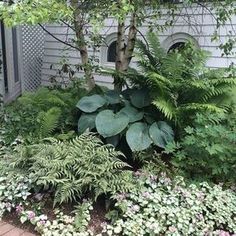 Blue Hosta, Shade Garden Design, Ferns Garden, Shade Garden Plants, Hosta Gardens, Have Inspiration, Woodland Garden, Gorgeous Gardens, Shade Plants