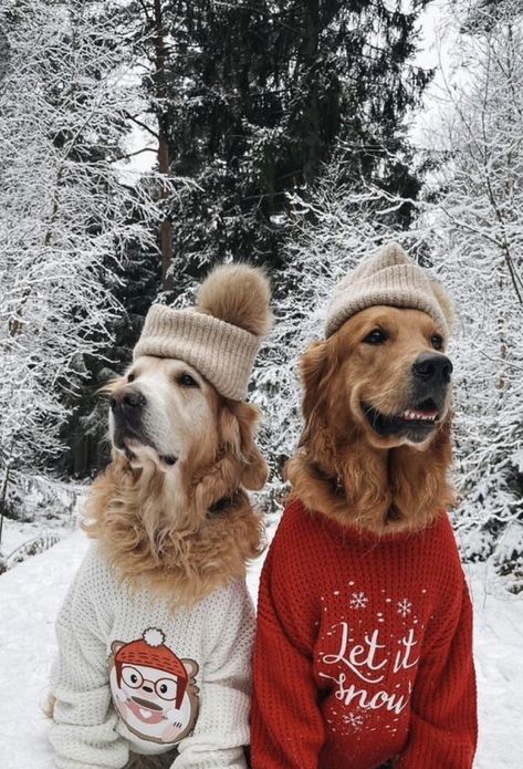 Christmas Dogs Wallpapers, Golden Retriever Sweater, Christmas Dog Photography, Christmas Golden Retriever, Shadow Dog, Dog Christmas Photos, Dog Christmas Pictures, Golden Retriever Christmas, Cute Christmas Outfits