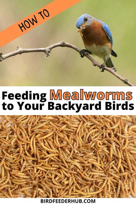 Make Bird Feeders, Squirrel Feeder Diy, Backyard Birds Watching, Unique Bird Feeders, Backyard Birds Feeders, Backyard Birds Sanctuary, Meal Worms, Squirrel Feeders, Feed The Birds