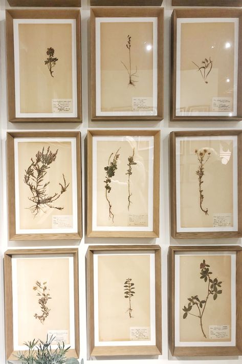 Natural Curiosities Herbariums Series Herbarium Art, Bria Hammel, Natural Curiosities, Residential Interior Design, Residential Interior, Southern Style, Interior Design Firms, Pressed Flowers, Classic Design