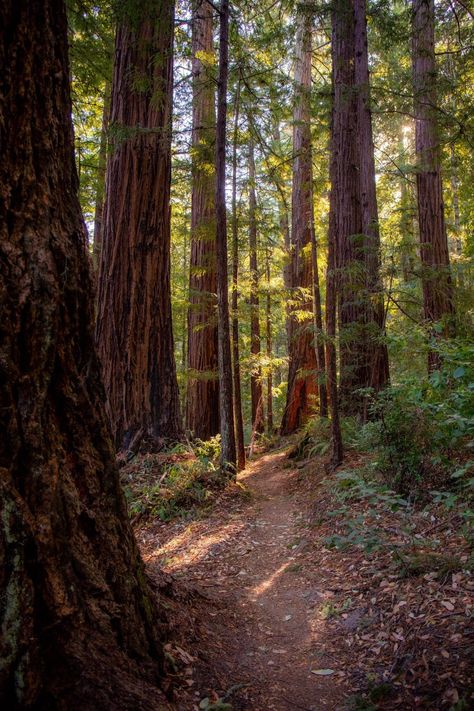 The most beautiful redwood groves in Bay Area – MilaDidIt The Bay Area Aesthetic, California Redwoods Aesthetic, Ascent Logo, Bay Area Aesthetic, Wooded Area, Dublin Ireland Travel, Places In California, The Bay Area, Plein Air Paintings