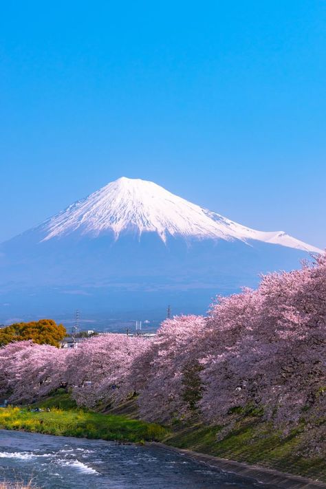 Best Places To Spot Cherry Blossom Near Mt. Fuji Gunung Fuji, Japan Cherry Blossom, Monte Fuji, Cherry Blossom Japan, Japan Holidays, Japan Sakura, Japan Landscape, Japan Vacation, Cherry Blossom Festival