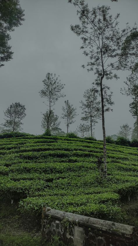 Shillong Aesthetic, Mountain Poses, Nature Aesthetic Pictures, Leaves Wallpaper Iphone, Instagram Black Theme, Beach Poses By Yourself Photo Ideas, Blur Photography, Travel Pictures Poses, Ooty