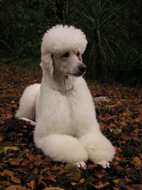 Dog Vest Diy, Poodle Aesthetic, White Standard Poodle, Toy Poodle Haircut, Poodle Haircuts, Pug Party, Poodle Tattoo, Poodle Party, Animal Therapy