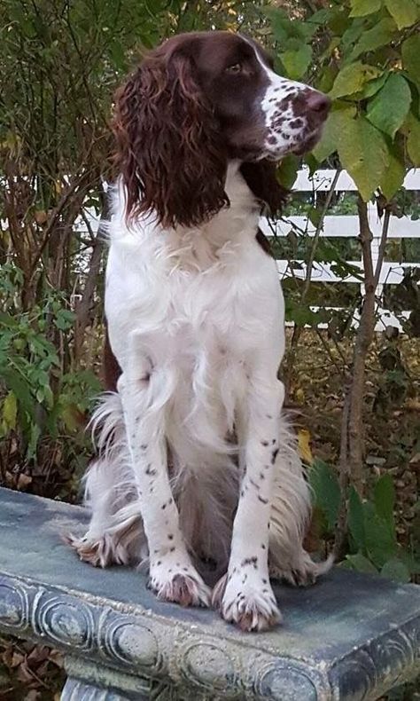 Husky Corgi, Puppies Black, Springer Spaniel Puppies, Welsh Springer Spaniel, Grooming Business, Spaniel Breeds, Corgi Puppies, Weiner Dogs, Springer Spaniels