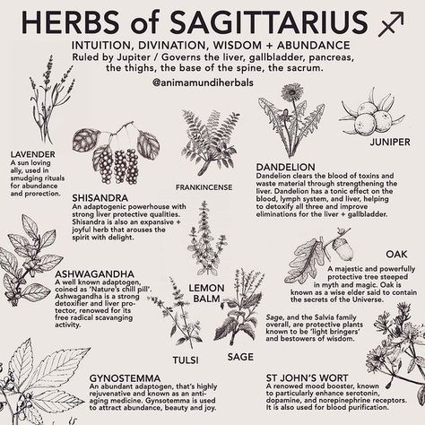 A N I M A M U N D I Apothecary on Instagram: “Herbs of Sagittarius 🏹 are those ruled by Jupiter. Tag your sag-y friends! ♐️ Jupiter, the first of the giant, gaseous planets gives off…” Green Witch Tattoo Ideas, Zodiac Herbs, Witch Resources, Plants Hacks, Herb Medicine, Witch Life, Magickal Herbs, Witch Herbs, Lymph System