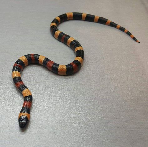 Pueblan Milk Snake, Snake Care, Cypress Mulch, Milk Snake, Colorful Snakes, Coral Snake, Orchid Bark, Cold Blooded, Snake Venom