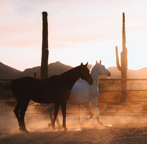 @ emogoatmom IG #arizona #horses #westernaesthetic #cowgirl #cowboy Spirit Horse Movie, Spirit The Horse, Horse Movies, 5 Year Plan, Cowgirl Cowboy, Western Aesthetic, Life Goals, Horse Riding, Rodeo