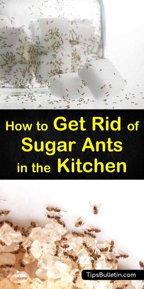 Ants In Kitchen, Ant Remedies, Kitchen Ants, Ant Killer Recipe, Housekeeping Hacks, Repellent Diy, Ant Bait, Sugar Ants, Ant Spray