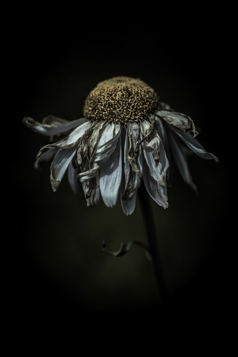 Feeling frazzled in a delighted way by alan shapiro photography Decay Art, Billy Kidd, Growth And Decay, Loose Ends, A Level Art, Natural Forms, Cut Loose, Pics Art, Life Photography