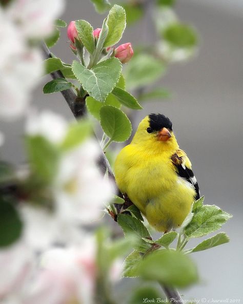 gold finch |Pinned from PinTo for iPad| Golden Finch, Yellow Finch, Gold Finch, State Birds, Kinds Of Birds, Bird Watcher, Yellow Bird, Goldfinch, Backyard Birds