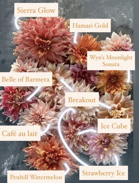 Dinnerplate Dahlia, Planting Dahlias, Growing Cut Flowers, Dahlias Wedding, Gardens Of The World, Dahlias Garden, Growing Dahlias, Flower Business, Flower Farmer