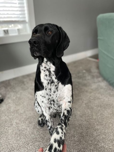 Black And White German Shorthair Pointer, Black Gsp, Puppy Necessities, German Shorthaired Pointer Black, German Short Haired Pointer, German Pointer, Black Shepherd, Gsp Dogs, Micro Chip