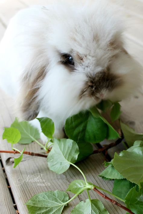 Lionhead Rabbits: Complete Guide to Care, Lifespan, Breed info, and FAQs! - Northern Nester Lion Head Bunny, Lionhead Bunny, Lionhead Rabbit, Pet Bunny Rabbits, Rabbit Wallpaper, Beautiful Rabbit, Rabbit Drawing, Bunny Care, Bunny Mom