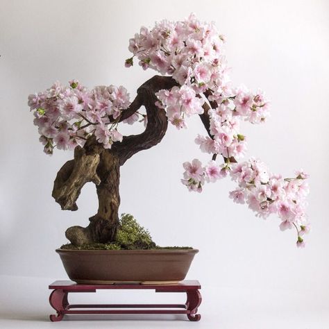 Sakura Bonsai Tree, Bonsai Tree Aesthetic, Bonsai Aesthetic, Sakura Bonsai, Cherry Bonsai, Takken Decor, Flowering Bonsai Tree, Bonsai Tree Types, Bonsai Tree Care