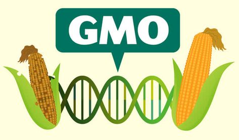 Here's everything you need to know about GMO crops | Genetic Literacy Project #yourfoodismedicine #biodynamicguru https://geneticliteracyproject.org/2019/01/15/heres-everything-you-need-to-know-about-gmo-crops/ Genetically Modified Organisms, Situation Analysis, Gmo Corn, Gmo Foods, Corn Plant, Genetic Engineering, Global Recipes, Science Facts, Genetically Modified