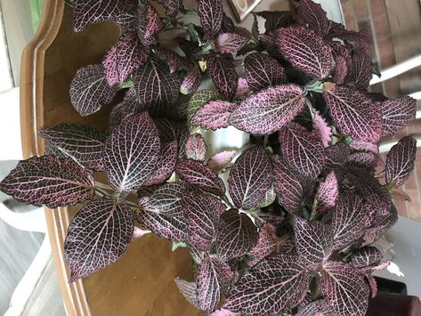 Fittonia albivenis (Jewel Plant, Mosaic Plant, Nerve Plant, Silver Nerve, Silver Nerve Plant, Silver Threads) | North Carolina Extension Gardener Plant Toolbox Plant Mosaic, Fittonia Albivenis, Mosaic Plant, Purple Veins, Nerve Plant, Soil Texture, Red Veins, Simple Leaf, Dry Leaf