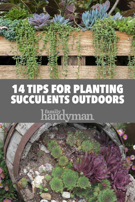 14 Tips for Planting Succulents Outdoors How To Take Care Of Succulents Outdoors, Rocks With Succulents, Succulent Garden Zone 6, Succulents For Outdoors, Best Succulents For Outdoors, Succulent Outdoor Planters, Garden Succulents Ideas, Succulents Rock Garden Outdoor, Growing Succulents Outdoors