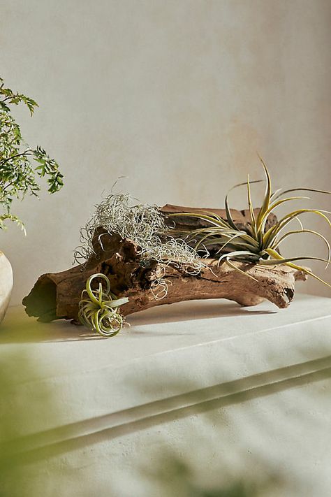 Use this found piece of natural driftwood in terrariums to mount small plants, such as tillandsia, or as the base for a table centerpiece or mantel decor. Each is a natural specimen; the tree root you receive will have its own unique look, so each one is a special, one-of-a-kind piece. | Driftwood, Horizontal, Size: 12 at Terrain Driftwood Wedding Centerpieces, Succulent Terrariums, Driftwood Planters, Plant Centerpieces, Driftwood Centerpiece, Exhibition Ideas, Tree Root, Air Plant Display, Driftwood Decor