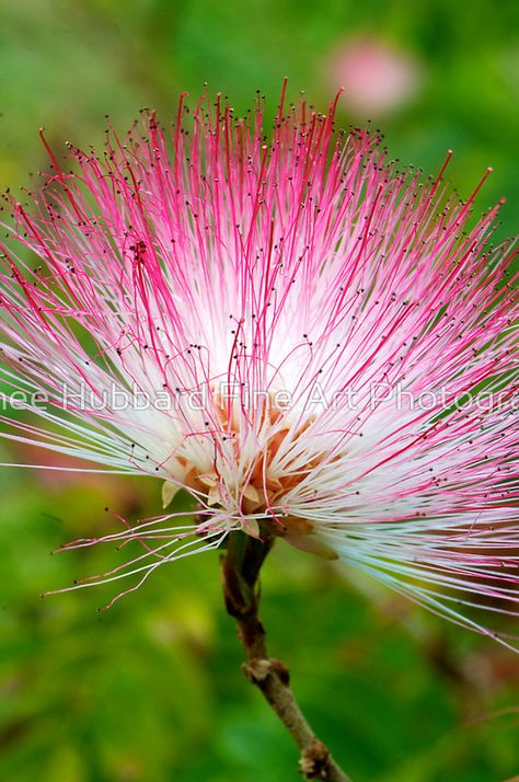 Honey Myrtle by Renee Hubbard Australian Trees, Australian Wildflowers, Australian Native Garden, Australian Flowers, Australian Plants, Australian Flora, Australian Native Plants, Tree Photography, Unusual Flowers