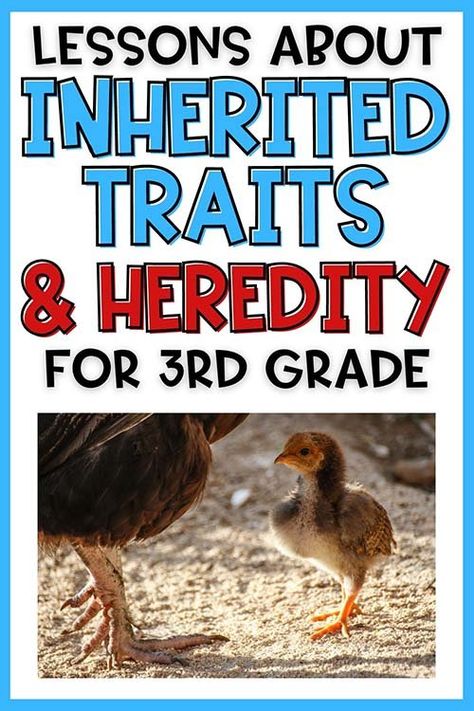 Inherited Traits and Heredity - 3rd Grade Science — Poet Prints Teaching Animal Traits 3rd Grade, Inherited Traits Anchor Chart, Third Grade Science Lessons, 3rd Grade Science, Science Lessons Elementary, Inherited Traits, Animal Traits, 3rd Grade Activities, Differentiated Learning