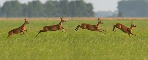 roe deer leap Deer Running, Roe Deer, Best Wishes, Life Images, Otters, Animals Wild, Mammals, Van Van, Art Reference