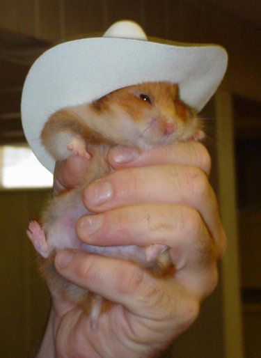 :) Tiny Clothes, Hamsters, Cowboy, White, Clothes