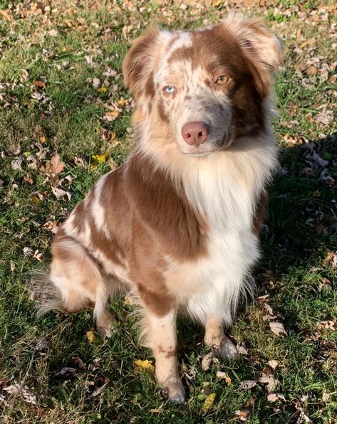 Dog Claims Dr, Aussie Dog, Aussie Shepherd Aesthetic, Australian Blue Heeler, Brown Aussie Shepherd, Austrian Shepherd, Australian Sheep Dog, Australian Shepherd Aesthetic, Australian Shepherd Puppy Aesthetic