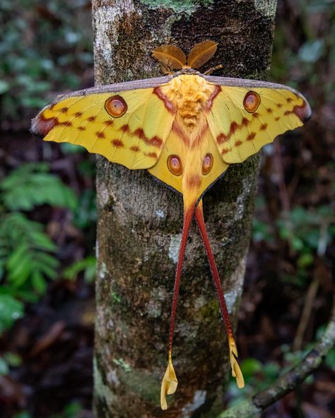 Moths With Tails, Comet Moth, Fall Webworm Moth, Tussock Moth, Brown Tail Moth, Large Tolype Moth, Moon Moth, Cool Bugs, All Holidays