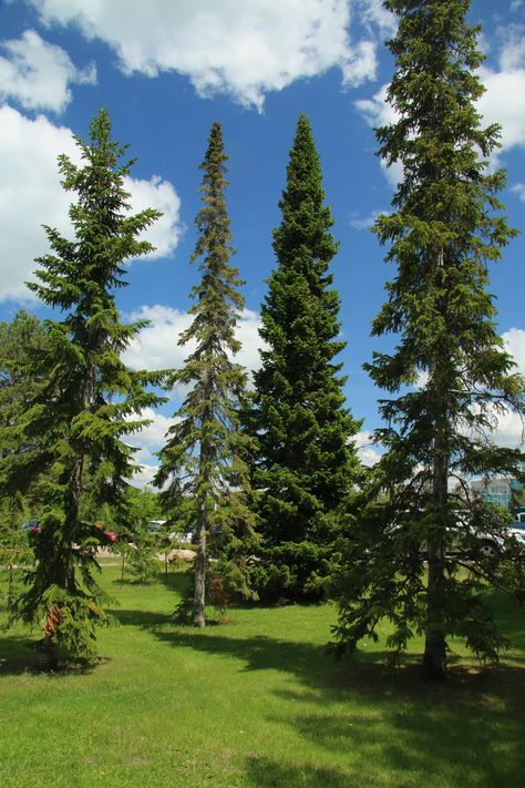 Noble fir tree