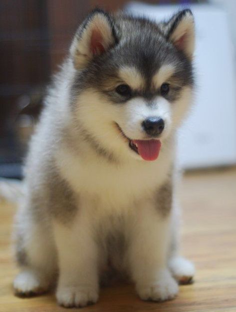 Siberian Huskies, Alaskan Malamute, Siberian Husky, A Puppy, Dogs Puppies, Adorable Animals, Wolves, Too Cute, Animals And Pets