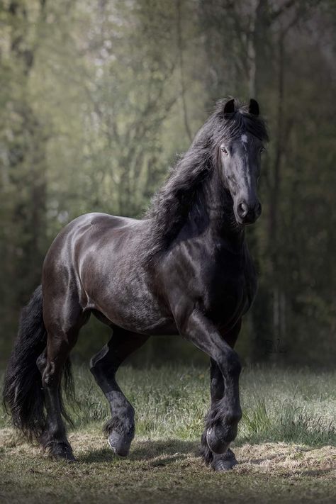 Friesian Horse Photography, Percheron Horses, Horses Photography, Friesian Stallion, Amazing Horses, Beautiful Horses Photography, Cute Horse Pictures, Beautiful Horse Pictures, Horse Wallpaper