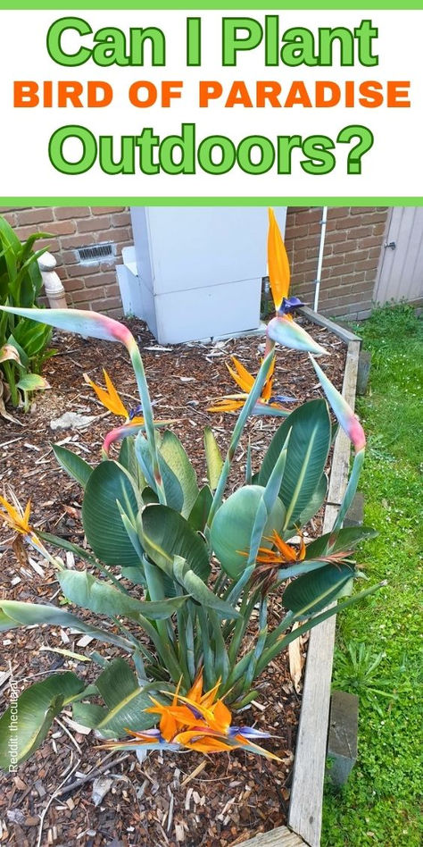 Planting Bird of Paradise Outdoors, Tropical Garden Ideas, Exotic Outdoor Plants, Landscaping with Bird of Paradise, Outdoor Planting Tips, Bird of Paradise Care, Outdoor Planting Guide, Exotic Planting Ideas, Bird of Paradise Outdoor Growth- - How To Care For Birds Of Paradise Plant
- How To Take Care Of Birds Of Paradise Plant
- Bird Of Paradise Plant Care Tips
Bird Of Paradise Plant Outdoor Care
- White Birds Of Paradise Plant Care
- How To Grow Birds Of Paradise Plant Birds Of Paradise Plant Outdoor, Bird Of Paradise Outdoor, Bird If Paradise Plant Care, White Bird Of Paradise Plant Landscape, Birds If Paradise Plant, Giant Bird Of Paradise, Giant Bird Of Paradise Landscape, Birds Of Paradise Plant, Bird Of Paradise Plant