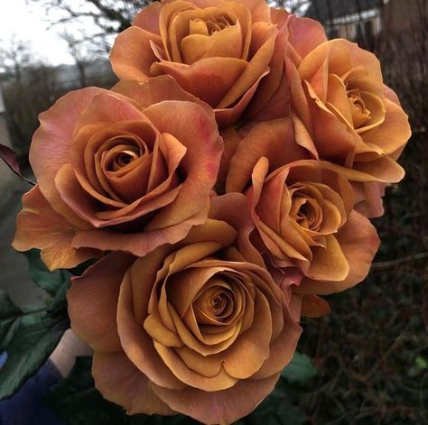 DVFlora on Instagram: “Our newest love interest...the #symbol rose from @vip_roses - these and many other varieties are available now on our DVFlora Dutch Direct…” May Name, Rose Varieties, Beautiful Flower Designs, New Love, Beautiful Roses, Wedding Inspo, Flower Designs, Beautiful Flowers, Roses