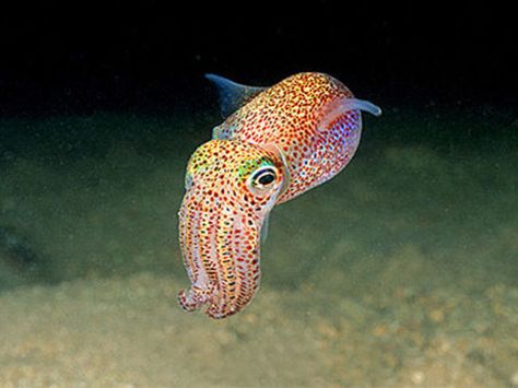 Forget Stubby Squids! Bobtail Squids are like an oceanic Lisa Frank fever dream wrapped up in tentacles! Baby Squid, Fauna Marina, Deep Sea Creatures, Underwater Creatures, Underwater Life, Aquatic Animals, Marine Animals, Ocean Creatures, Amazing Animals