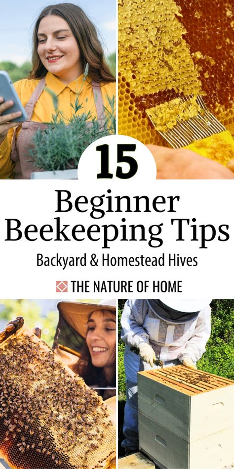 Make beekeeping a success with these 15 beginner tips! From choosing the right location for your hive to knowing when to harvest honey, these tips are tailored for new beekeepers looking to create a thriving hive. Ideal for backyard beekeepers and homesteaders, this guide makes beekeeping simple and rewarding. Save this pin to learn how to care for bees, maintain hive health, and grow your honey harvest! Bee Hive Garden, Bee Information, Honey Harvest, Bee Farming, Bee Hive Plans, Beekeeping For Beginners, Bee Friendly Garden, Bee Colony, Backyard Beekeeping