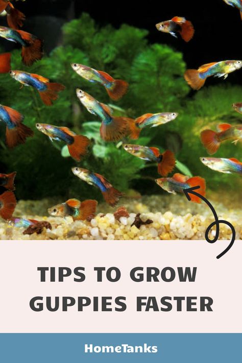 Guppy fish are easy to care for and are fairly easy to feed. They are relatively low maintenance, requiring only occasional water change and a small amount of food. Learn tips in this article to grow guppy fish faster. guppyfish freshwaterfish Fish Guppy, Community Tanks, Guppy Fish, Freshwater Aquarium Fish, Swimming Activities, Healthy Fish, Physical Features, Hiding Spots, Pet Fish