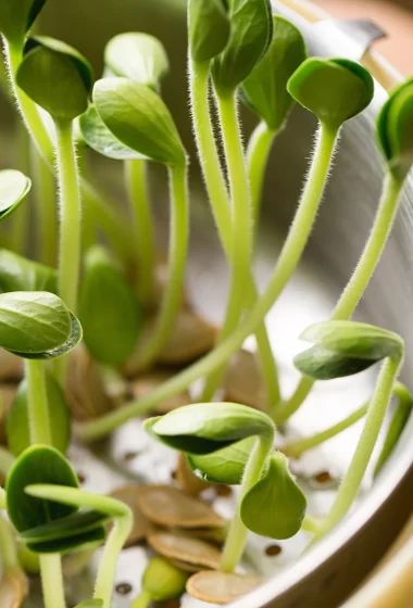 Best Pumpkin Seeds, Vertical Veggie Garden, Planting Pumpkin Seeds, When To Plant Pumpkins, Pumpkin Seeds Recipe, Sprouted Pumpkin Seeds, Seed Sprouter, Growing Sprouts, Planting Pumpkins