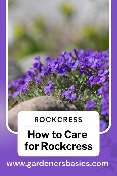 How to Care For Rockcress Seeds Garden Display, Alpine Plants, Rock Gardens, Colorful Garden, Blues Rock, Ground Cover, Rock Garden, How To Grow, Plant Care