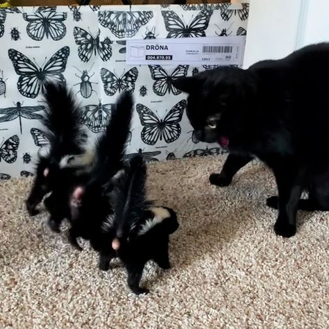 Baby Skunks vs Cat Battle | FUNNIEST Pets Of The Week | This baby skunk battle really stinks! 🦨😹 | By The Pet Collective | Facebook Skunk Aesthetic, Baby Skunk, Baby Skunks, Adorable Animals, Cute Little Animals, Funny Stuff, Art Inspo, Funny Animals, Cute Animals