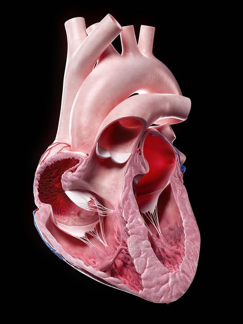 Human Body Projects, Human Heart Anatomy, Heart Organ, Heart Real, Heart Model, Medical Profession, Basic Anatomy And Physiology, Heart Anatomy, Stock Portfolio