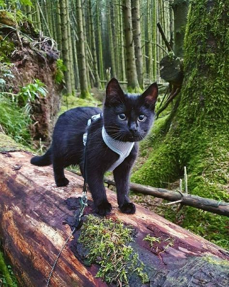 Adventure Cat, Kitten Rescue, Pet Kitten, Cat Parenting, A Black Cat, Cat Club, Happy Cat, Beautiful Cats, Double Tap