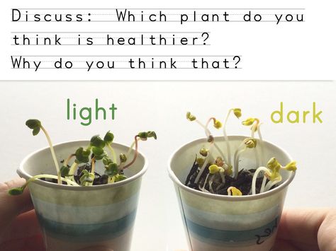 How do plants and trees grow? What Does A Plant Need To Grow Preschool, What Do Plants Need To Grow Worksheets, Plants Grade 3 Science, What A Plant Needs To Grow Activity, Secondary Growth In Plants, Plant Experiments, Growing Radishes, Light Experiments, Garden Unit