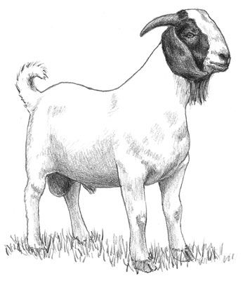 A South African Boer buck Boer Goat Drawing, Ram Portrait, Goat Sketch, Goat Birthday, Breeding Goats, Goat Logo, Goat Art, Boer Goats, Drawing Things