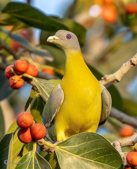 Green Pigeon, Dove Bird, State Birds, Colorful Birds, Wild Birds, Animals Friends, Pigeon, Pet Birds, Parrot