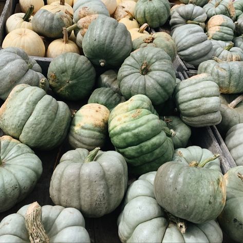 Green Thanksgiving Aesthetic, Green Pumpkins, Fall Minis, Pumpkin Wallpaper, Pumpkin Wall, Green Halloween, Green Pumpkin, Pumpkin Party, Fall Mini