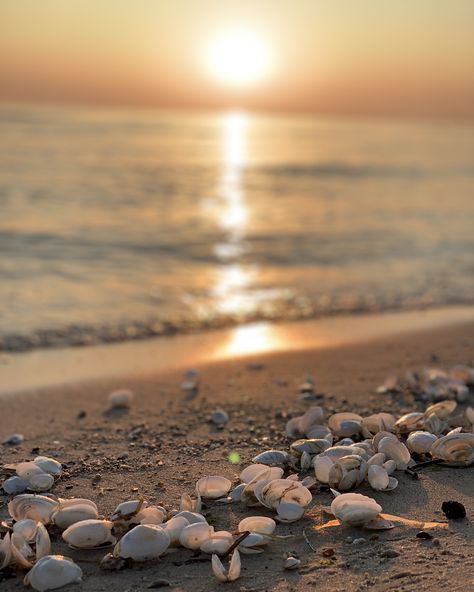 🔥 📷 @leanderwattig #Ostsee #OstseeOffice Jewelry Template, Snapchat Story, Sun Set, Year 11, Snapchat Stories, Sky Aesthetic, Insta Story, Palm Trees, Sea Shells