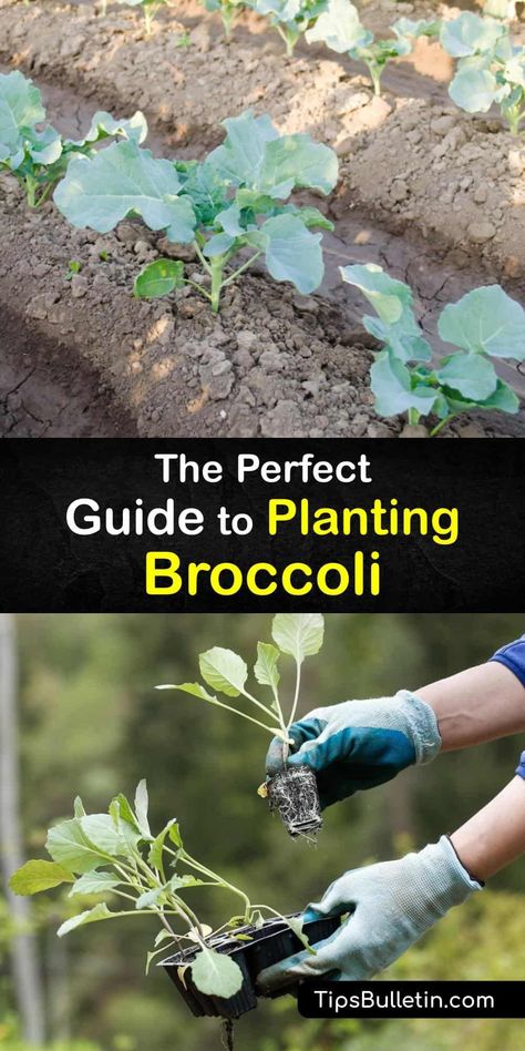 Learn how to plant broccoli at home and enjoy fresh florets for your favorite side dishes. These veggies love cool weather and are ideal for growing as a mid-summer or fall crop. Spread mulch to stop weeds and use row covers to prevent garden pests. #howto #planting #broccoli Broccoli Garden How To Grow, Planting Broccoli Plants, Broccoli Plants How To Grow, When To Plant Broccoli, How To Plant Broccoli, Planting Broccoli, Broccoli Garden, How To Grow Broccoli, Grow Broccoli